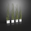 Vines Climbing On Metal Trellises In White Planters Against Dark Background