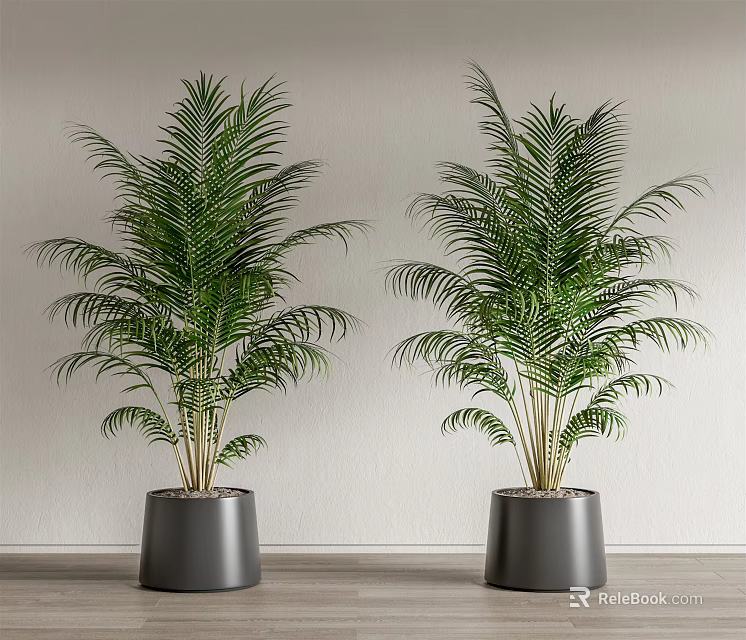 Two Tall Green Potted Palm Plants In Gray Pots For Indoor Decor 3d model 