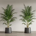 Two Tall Green Potted Palm Plants In Gray Pots For Indoor Decor
