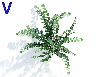 Lush Green Fern Plant With Slender Feathery Leaves And Shadow On White Background 3d model