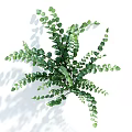 Lush Green Fern Plant With Slender Feathery Leaves And Shadow On White Background