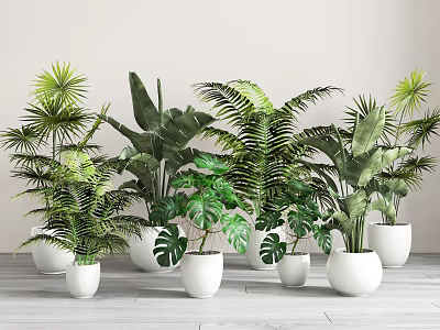 Different Green Potted Plants in White Pots on Wooden Floor with Light Colored Wall Background 3d model