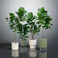 Fiddle Leaf Fig Plants In Multiple Different Colored Pots On Reflective Surface 3d model