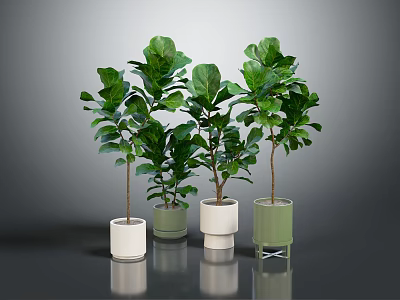 Fiddle Leaf Fig Plants In Multiple Different Colored Pots On Reflective Surface 3d model