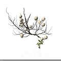 Dried Plant Branches With White Buds and Small Green Seedling on White Background