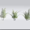 Fresh Green Fern Plants With Lush Leaves In Natural Arrangement For Interior Design