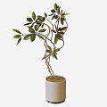 Bonsai Plant in White Cylindrical Pot with Twisted Branches and Green Leaves