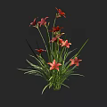 Bonsai Potted Plant With Vibrant Red And Pink Lilies And Long Green Leaves