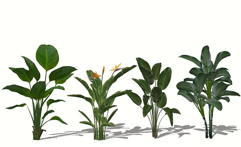 bird of paradise canna evergreen shrub plant green plant 3d model