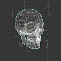 Realistic 3D Skull Model As Game Movie Character With Detailed Bone Structure