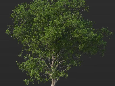 Lush Green Arbor With Dense Foliage And Strong Trunk Natural Appearance 3d model