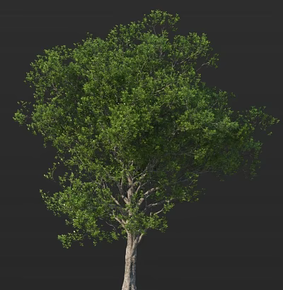 Lush Green Arbor With Dense Foliage And Strong Trunk Natural Appearance 3d model