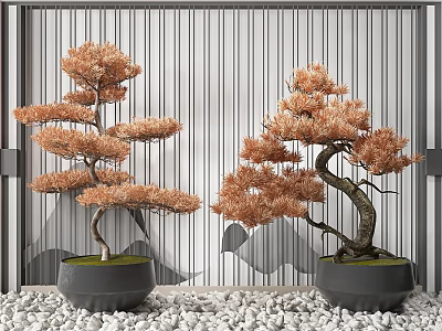 Bonsai Plants with Orange Brown Foliage in Grey Pots on White Pebbles Against Striped Screen 3d model