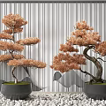 Bonsai Plants with Orange Brown Foliage in Grey Pots on White Pebbles Against Striped Screen