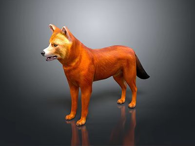 Orange Shiba Inu Dog Standing On Dark Background With Reflective Surface 3d model