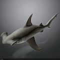 3D Rendered Pink And White Hammerhead Shark On Dark Background With Reflection Effect