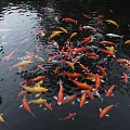 Modern Fish 3d model