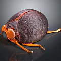 Dark Brown Spherical Beetle With Orange Legs And Shiny Textured Body