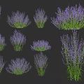 Purple Flowering Garden Plants With Green Leaves In Various Bush Shapes
