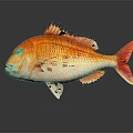 Vibrant Orange and White Fish with Scales Fins Tail on Dark Background and Reflection