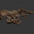 Ancient Animal Fossil Skeletal Remains Show Detailed Bone Structure On Gray Background