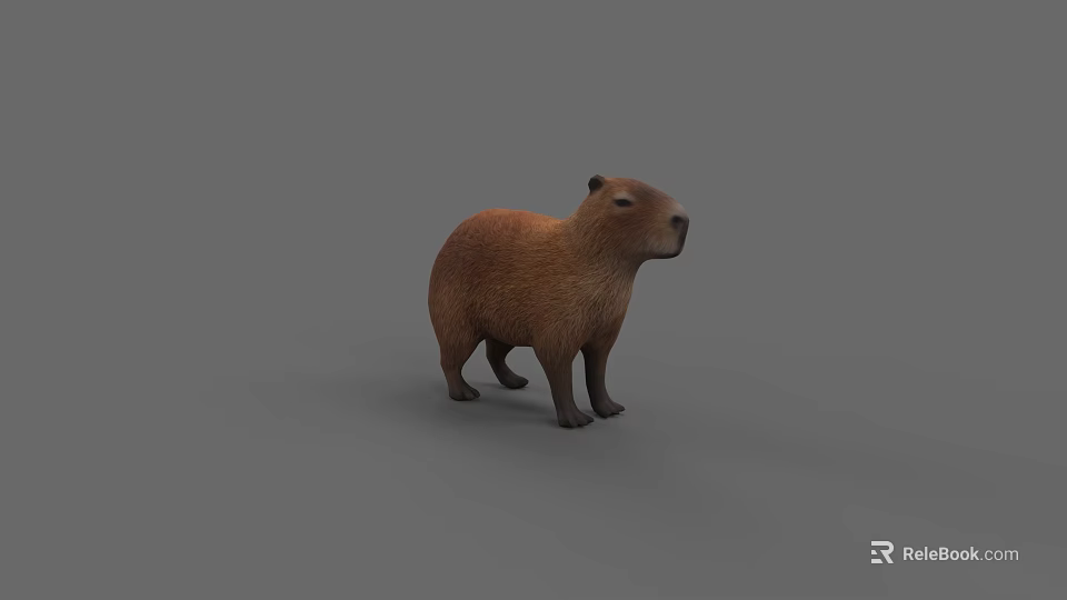 Realistic 3D Capybara Model Standing On Gray Background Rendering 3d model 