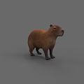 Realistic 3D Capybara Model Standing On Gray Background Rendering