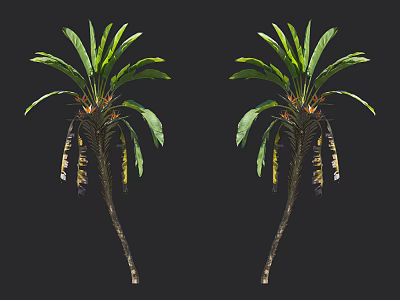 Two Tropical Trees With Lush Green Fronds Tall Trunks And Drooping Spathes 3d model