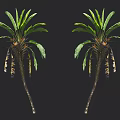 Two Tropical Trees With Lush Green Fronds Tall Trunks And Drooping Spathes