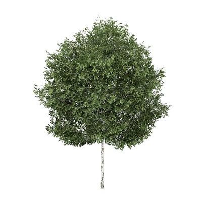 Healthy Deciduous Tree With White Trunk And Lush Green Foliage Canopy 3d model