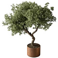 Bonsai Plant With Curved Trunk Lush Green Foliage In Copper Pot Indoor Decor