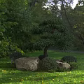 Lush Garden With Pruned Bonsai Tree Large Rocks Low Shrubs Green Grass And Yellow Leaves