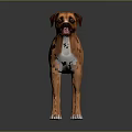 Brown Boxer Dog Standing on Gray Background with White Chest Paws and Shiny Floor