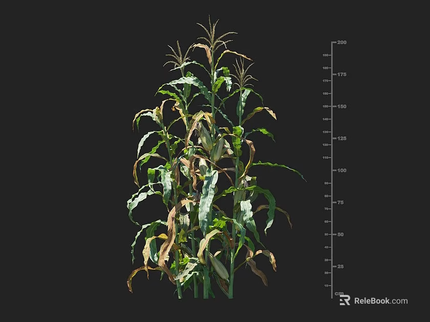Corn Plant Growth Status With Height Measurement Ruler And Partially Yellow Leaves 3d model 