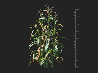 Corn Plant Growth Status With Height Measurement Ruler And Partially Yellow Leaves 3d model