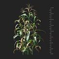 Corn Plant Growth Status With Height Measurement Ruler And Partially Yellow Leaves