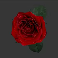 Red Rose Plant With Green Leaves And Long Stem On White Background
