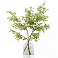 Transparent Glass Vases With Fresh Green Foliage Arranged On White Shelf