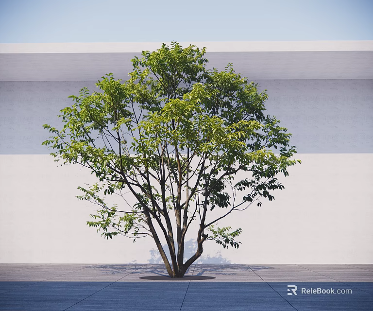 Green Leafy Arbor With Multiple Branches Against White Wall And Gray Floor 3d model 
