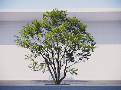 Green Leafy Arbor With Multiple Branches Against White Wall And Gray Floor 3d model