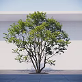Green Leafy Arbor With Multiple Branches Against White Wall And Gray Floor