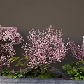 Garden Landscape with Pink Flowering Trees Stones Green Plants and Grass