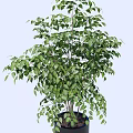 Lush Green Bonsai Plant in Black Cylindrical Pot for Indoor Decoration