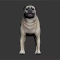Light Beige Pug Standing Alert On Dark Background With Curled Tail 3d model