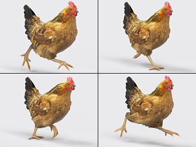 Dynamic Chicken Movements Showing Different Poses In Action Sequence Against White Background 3d model