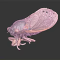 Modern cicada shell 3d model