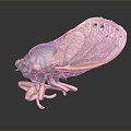 Modern cicada cicada cicada shell 3d model