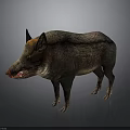 Wild Boar With Rough Brown Gray Fur And Red Snout In Standing Posture