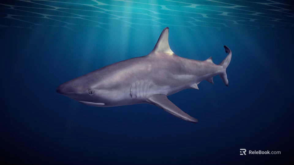Shark Swimming in Blue Ocean Water with Sunlight Rays Underwater 3d model 