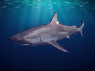 Shark Swimming in Blue Ocean Water with Sunlight Rays Underwater 3d model